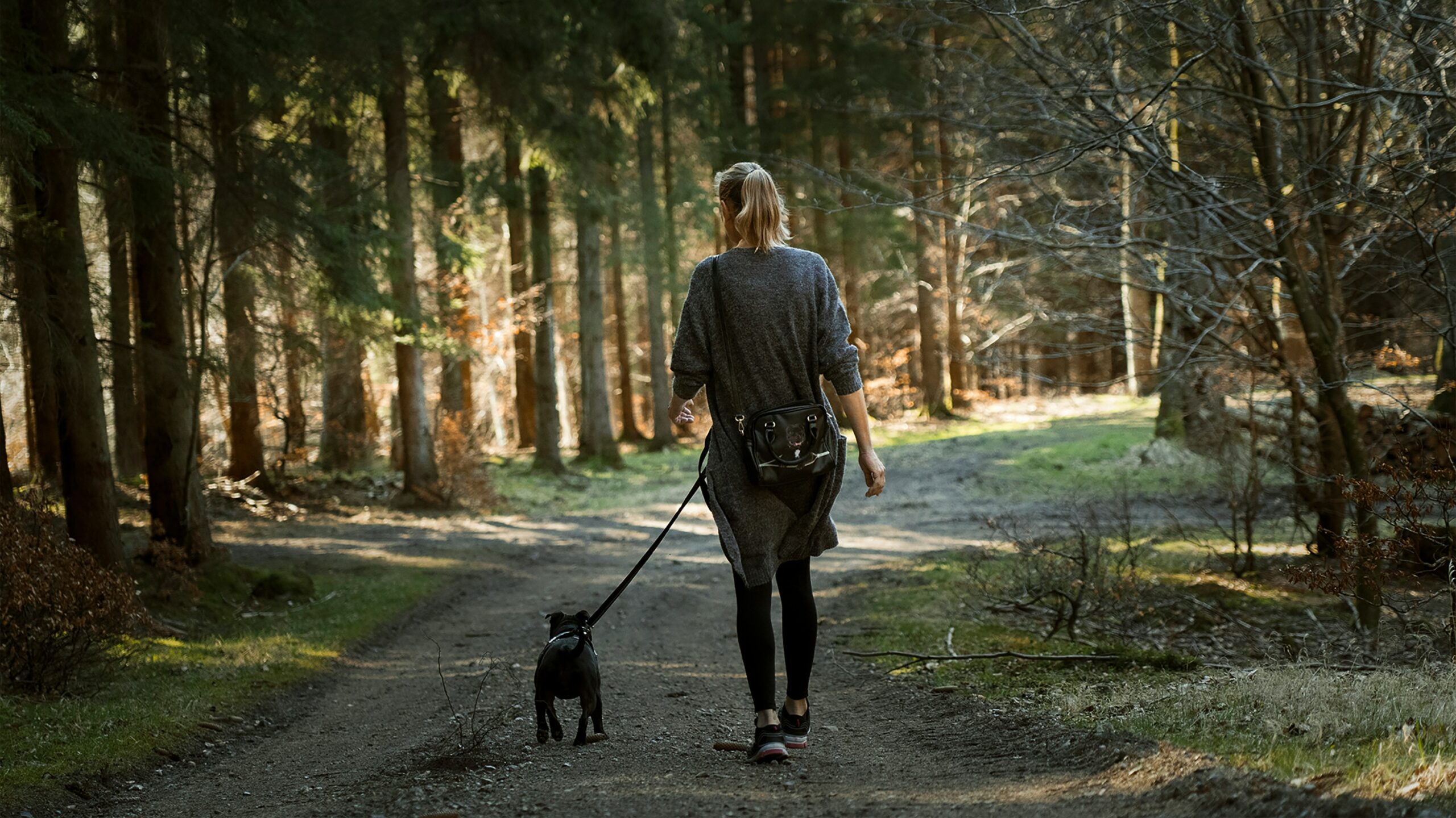 hiking with your dog
